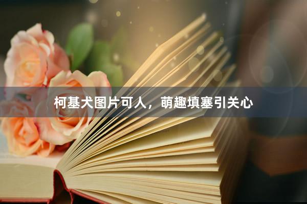 柯基犬图片可人，萌趣填塞引关心